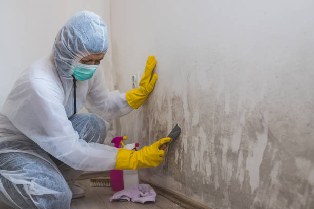 Best Local Mold Removal Service  in Cannelton, IN