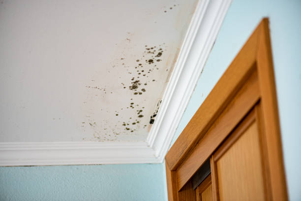 Best Mold Damage Repair  in Cannelton, IN