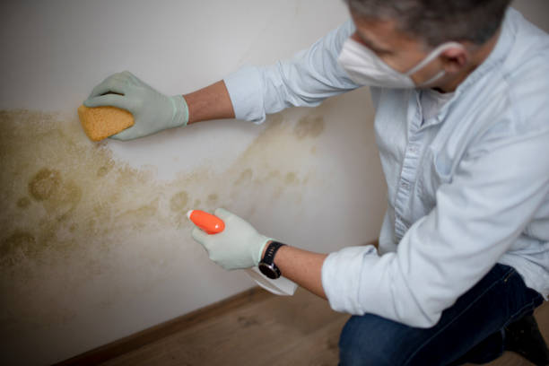Best Crawl Space Mold Removal  in Cannelton, IN