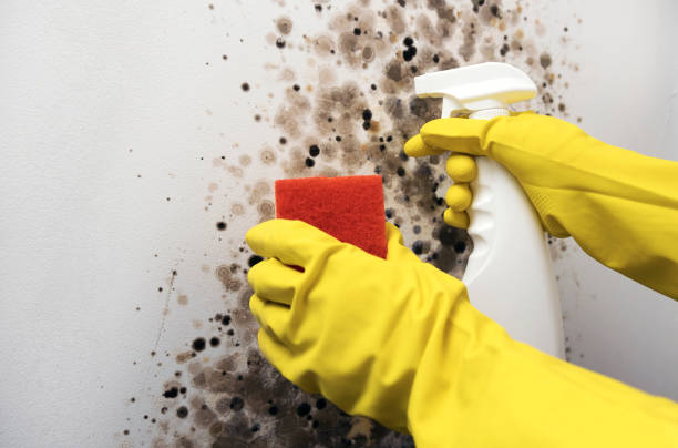 Best Local Mold Removal Service  in Cannelton, IN