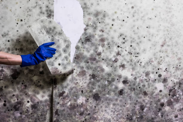 Best Professional Mold Removal  in Cannelton, IN