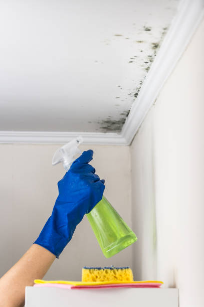 Best Mold Cleaning Services  in Cannelton, IN